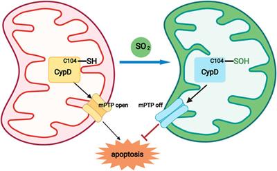 Sulphenylation of CypD at Cysteine 104: A Novel Mechanism by Which SO2 Inhibits Cardiomyocyte Apoptosis